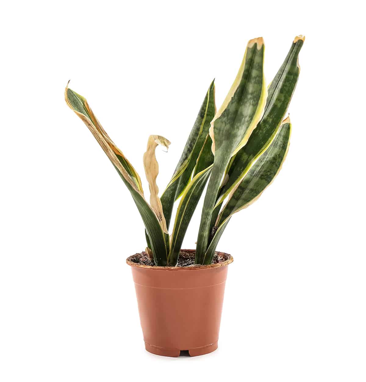 Signs of Too Much Water in Snake Plants