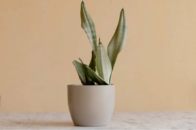 Snake Plant Moonshine Growing and Care Guide