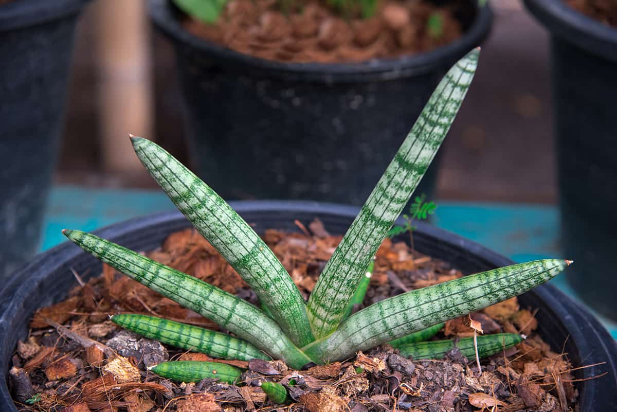 Soil Braided Snake Plant