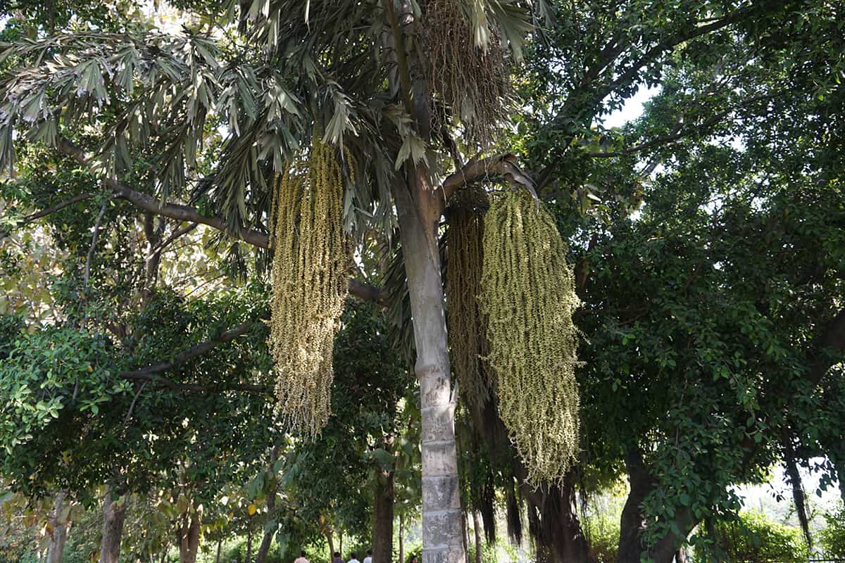 Solitary Fishtail Palm