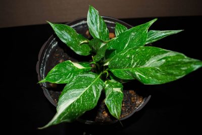 Spathiphyllum Domino Growing and Care Guide