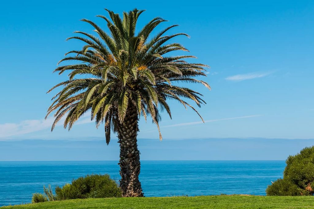 Palm Tree Lifespan (How Long Do Palm Trees Live? ) Plantglossary