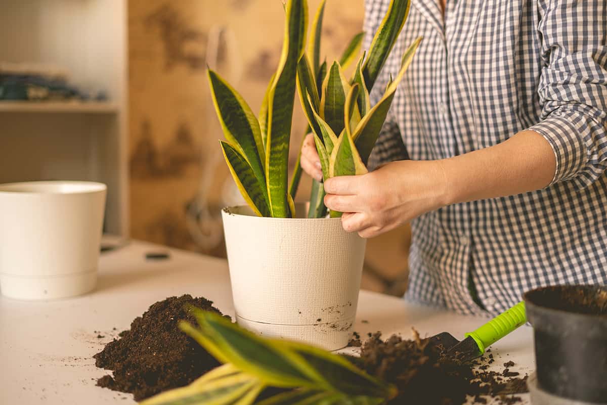 Temperature Black Gold Snake Plant