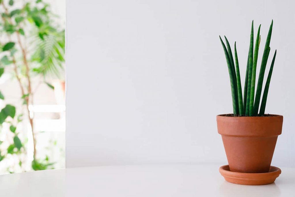 What Are the Best Pots for Snake Plants? Plantglossary