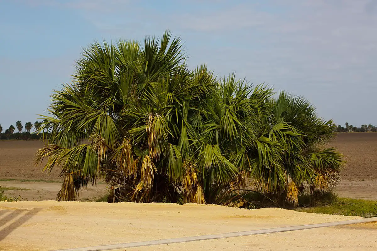 Texas Palm