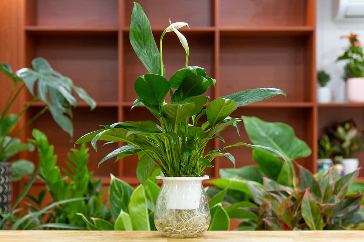 Wallisii Peace Lily