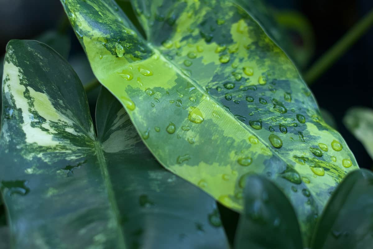 Water Variegated Burle Marx Philodendron