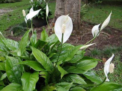 What Colors Do Peace Lily Come In