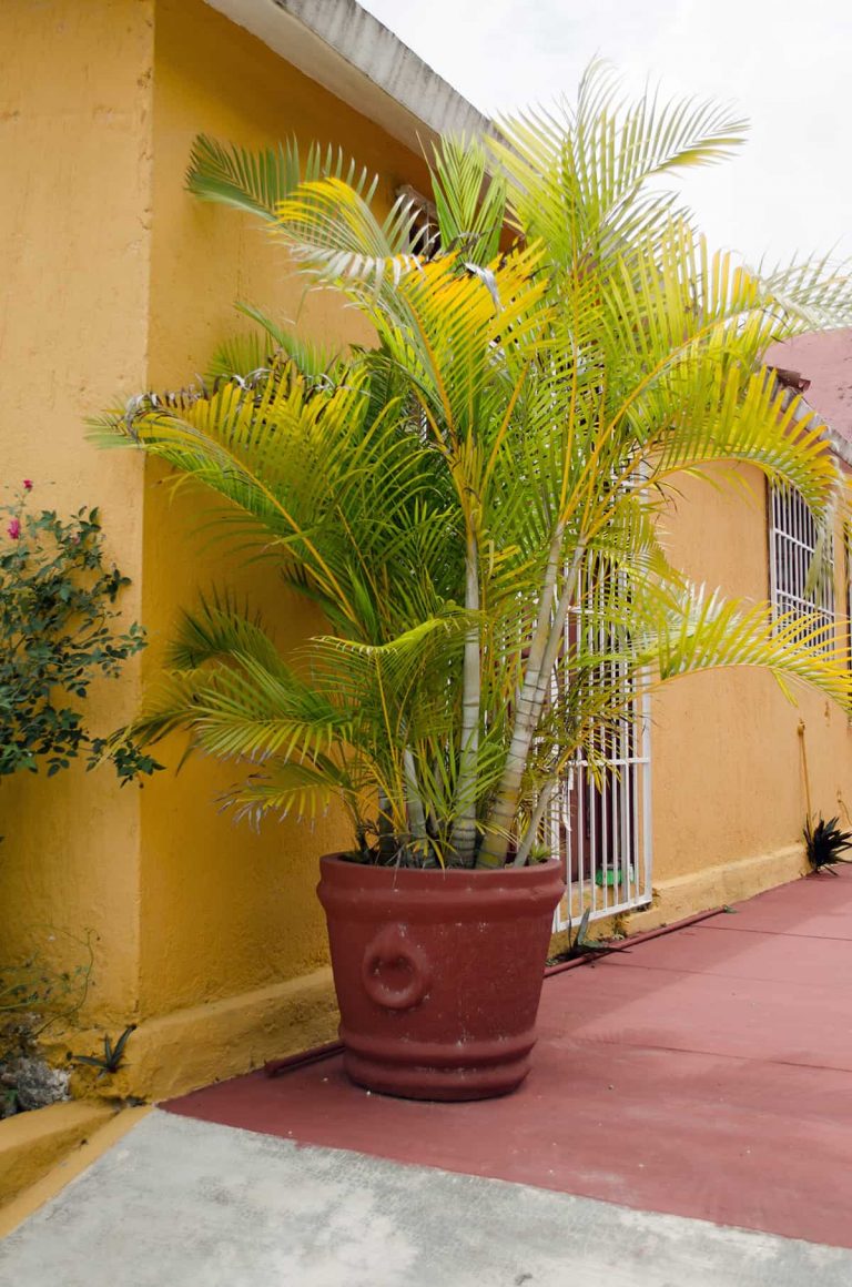 Why Are My Palm Trees’ Leaves Turning Yellow? Plantglossary