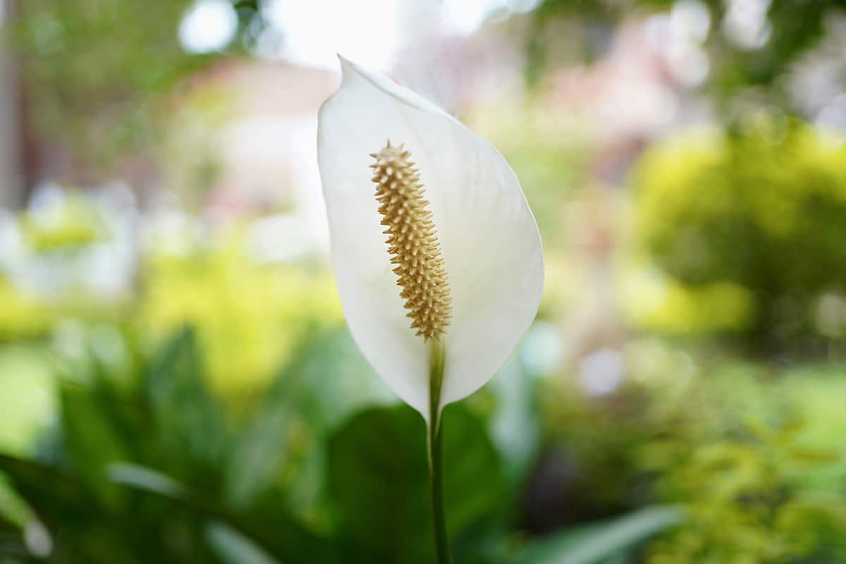 When Will Peace Lily Bloom