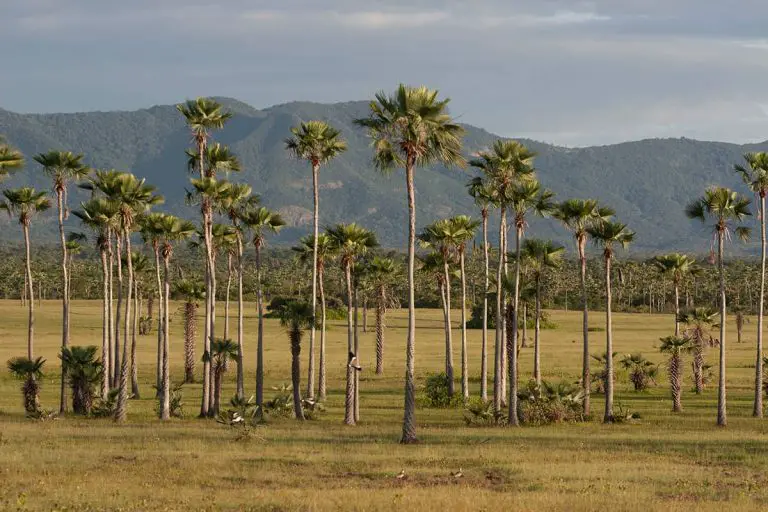 where-are-palm-trees-native-plantglossary