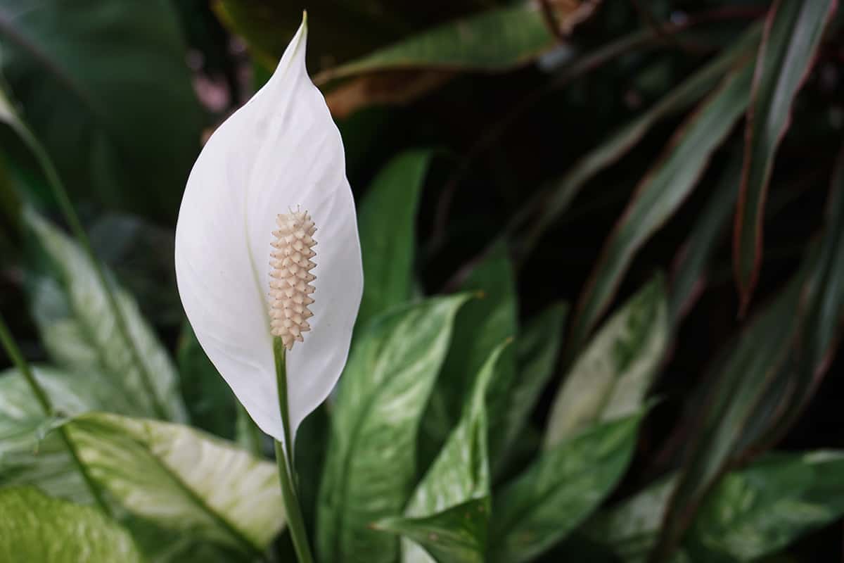 What Colors Do Peace Lilies Come In? - Plantglossary