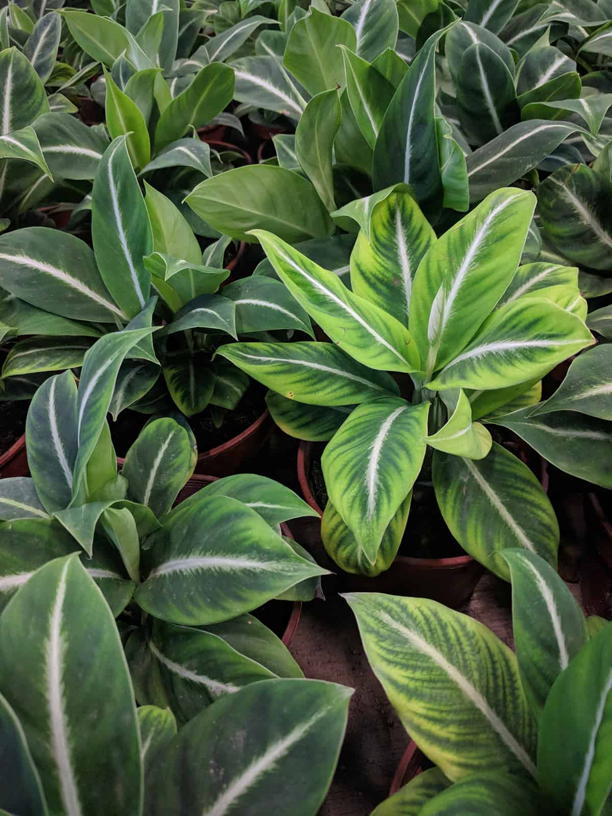 White Stripe Peace Lily