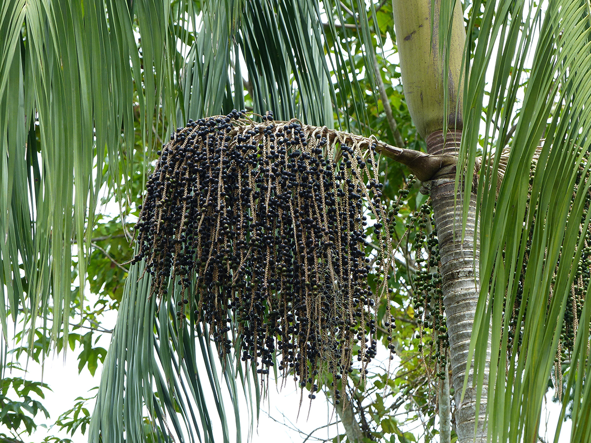 Ripe,Aã§ai,Fruits,,Euterpe,Oleracea.,Rainforest,Amazonas,,Brazil