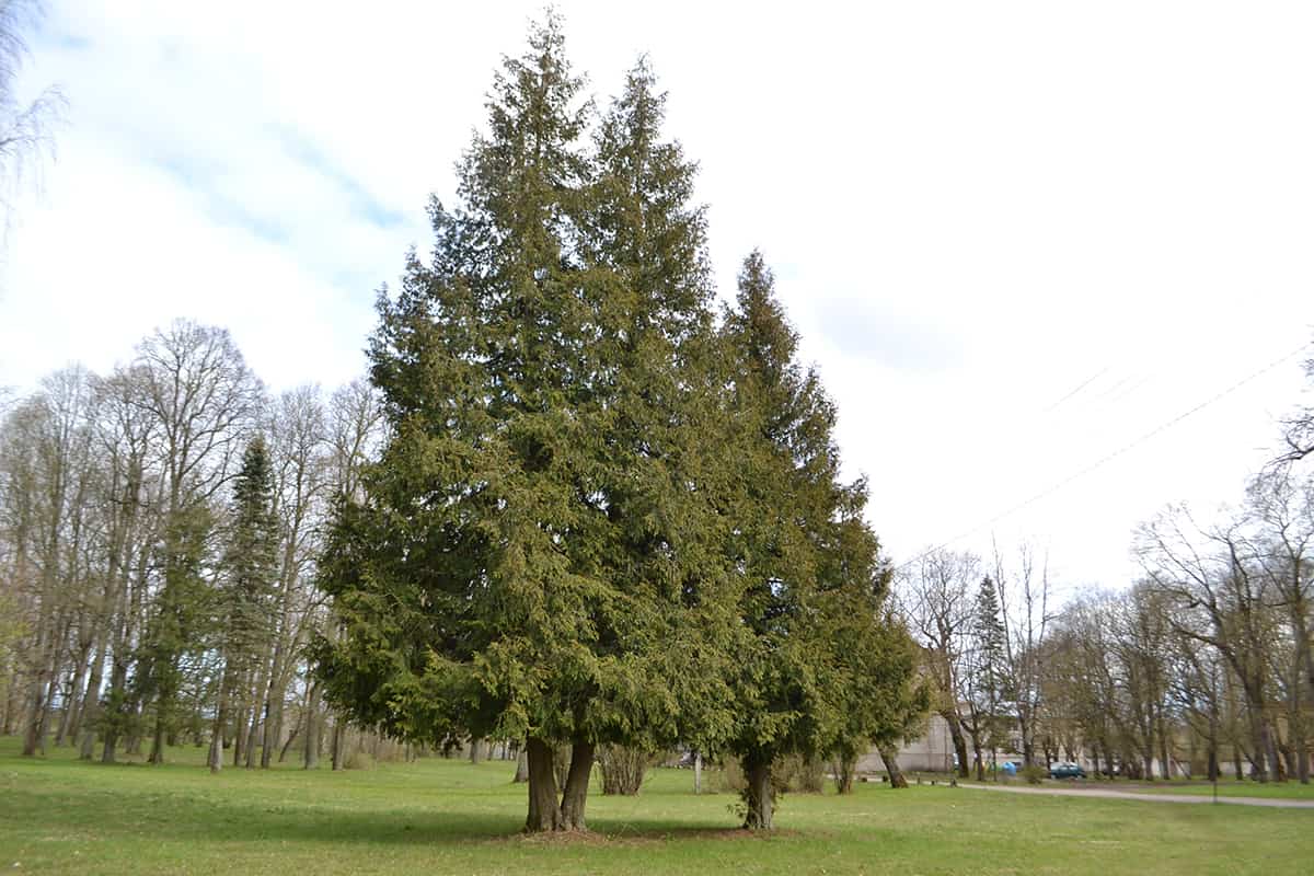 American Arborvitae