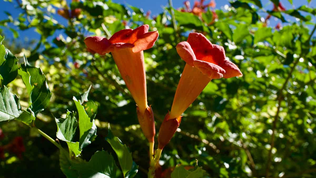 Angel’s Trumpet