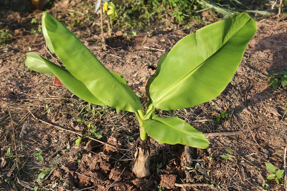 Are Banana Plants Easy to Grow