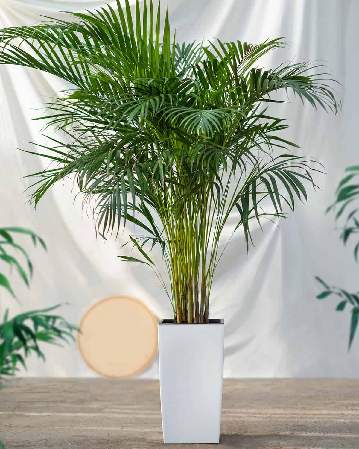 Areca Palm (Dypsis lutescens)
