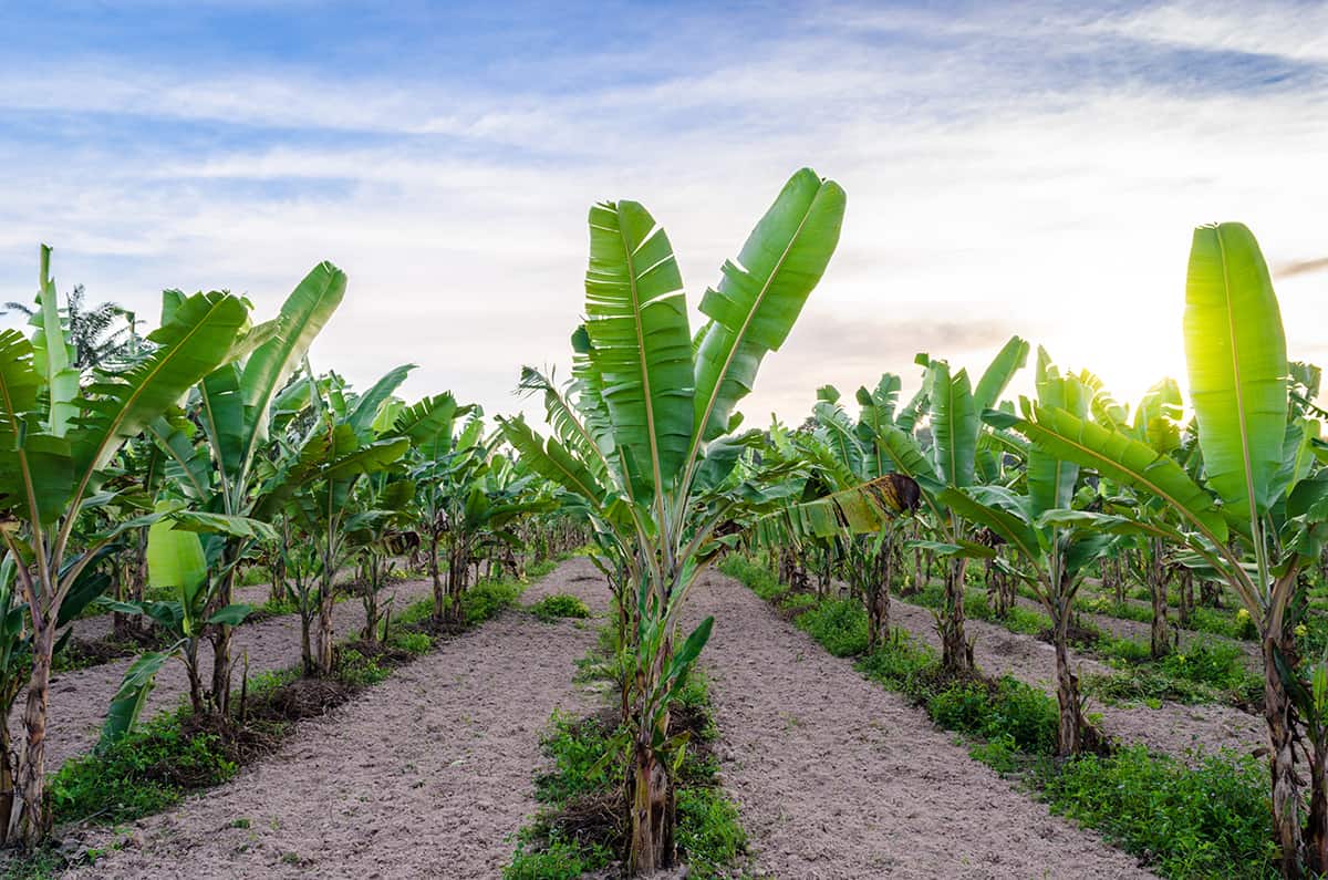 Banana Tree