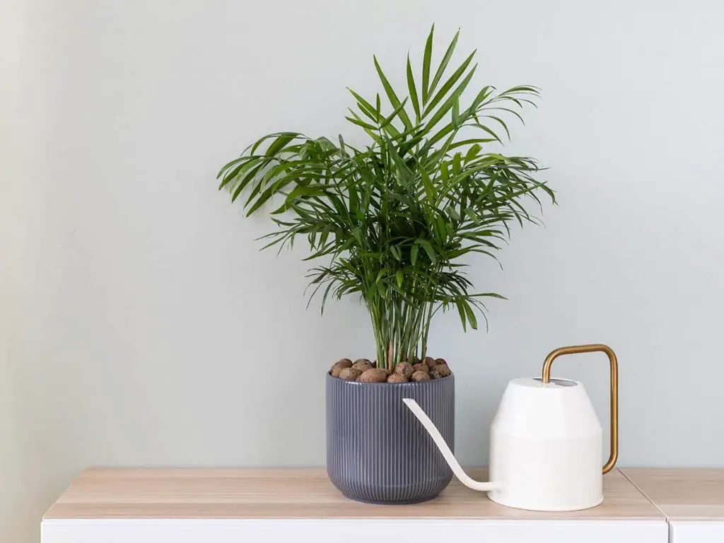 How Often Do You Water an Indoor Palm Plant? Plantglossary