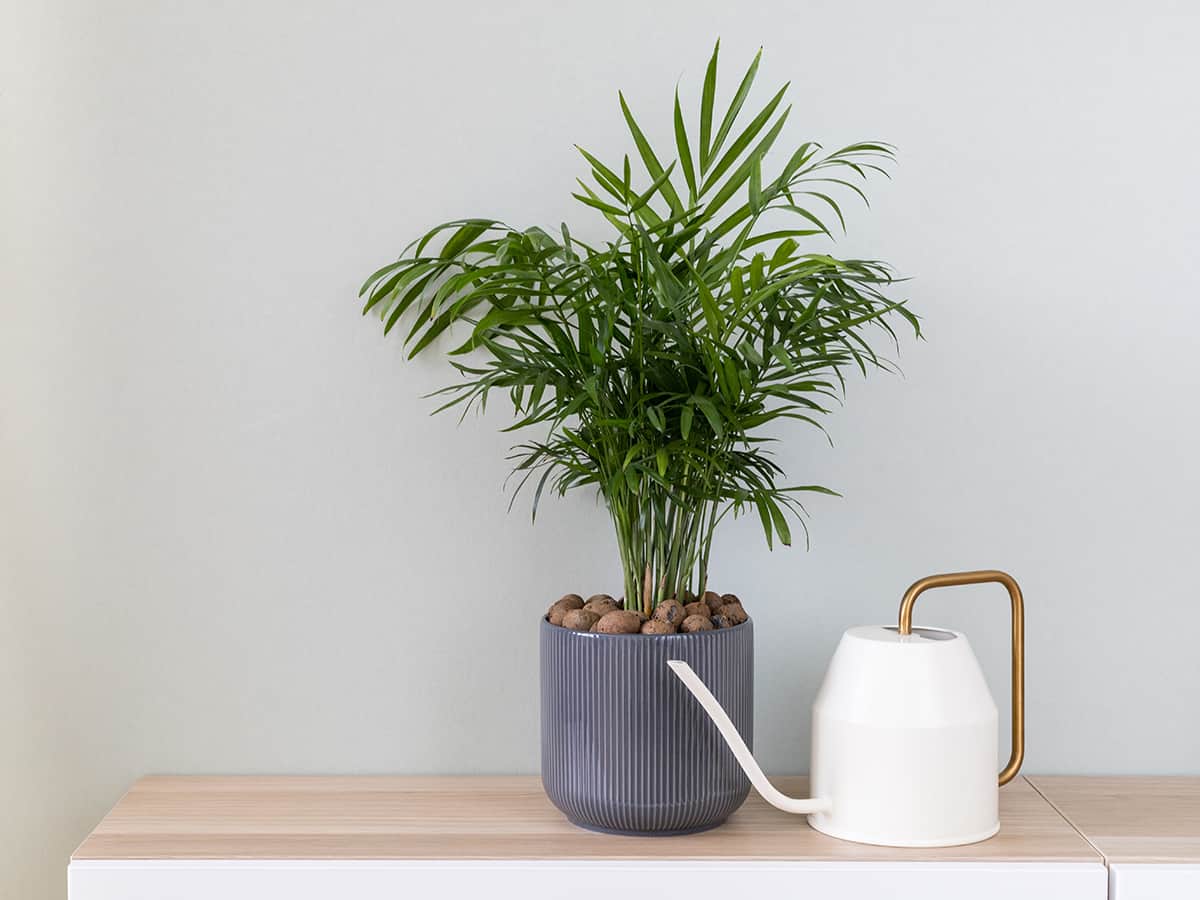 Best Watering Practices for Indoor Palms