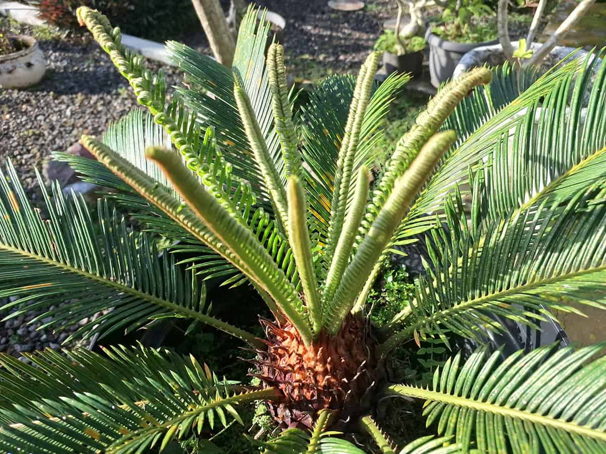 Bottle Palm (Hyophorbe lagenicaulis)