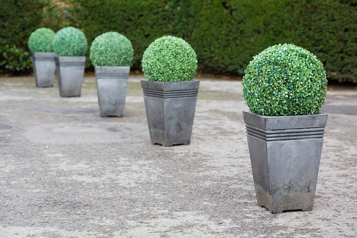 Boxwood