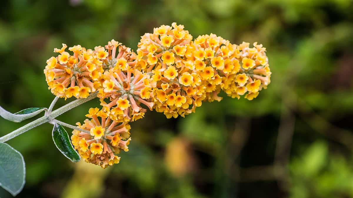 Butterfly Bush