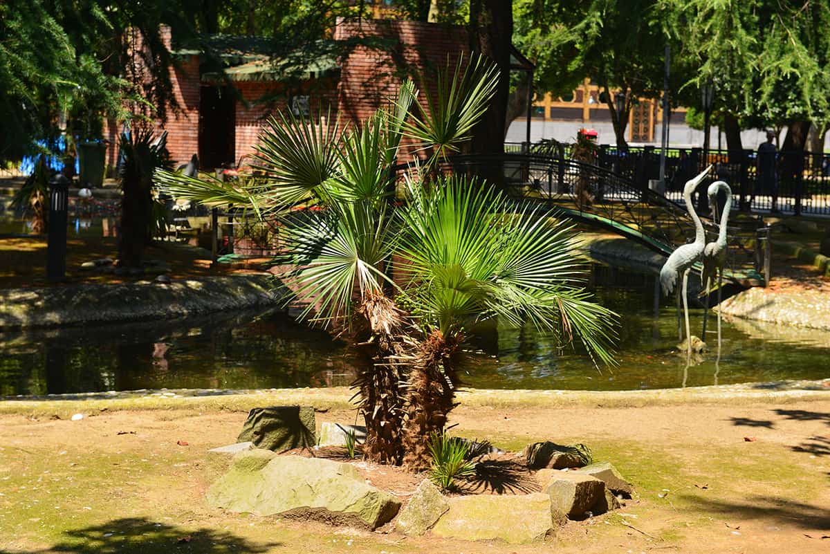 Cabbage Palm