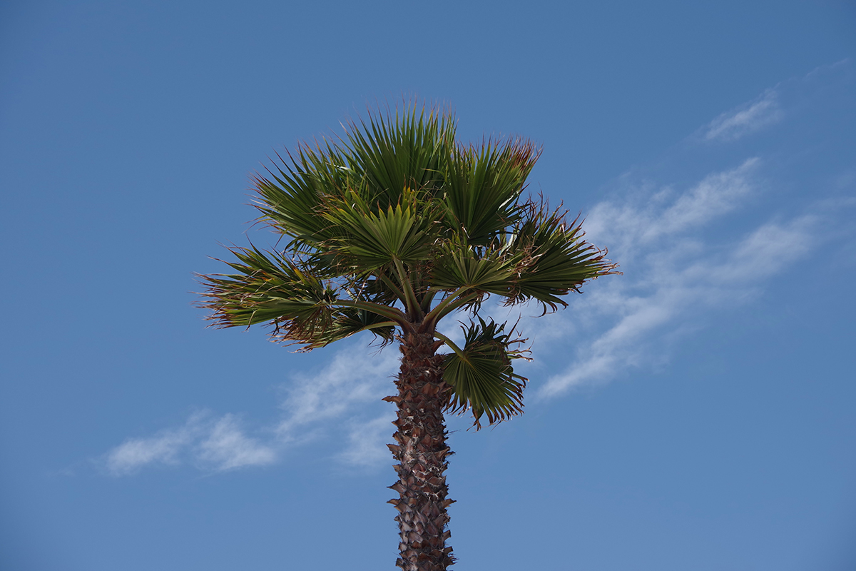 Tall,California,Fan,Palm,Under,Blue,Sky,With,Some,White