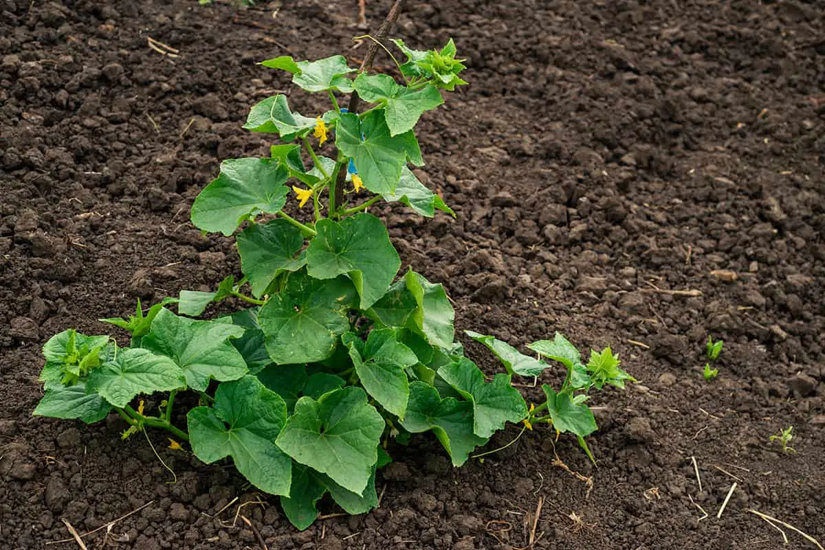 Can Cucumber Plants be Grown in the Ground