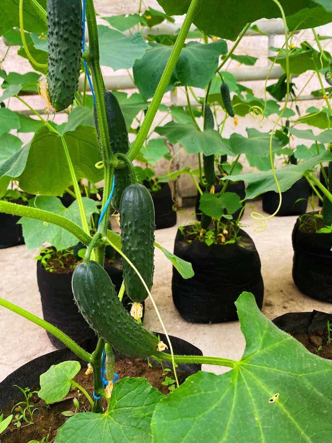 What Size Grow Bag for Cucumbers? Plantglossary
