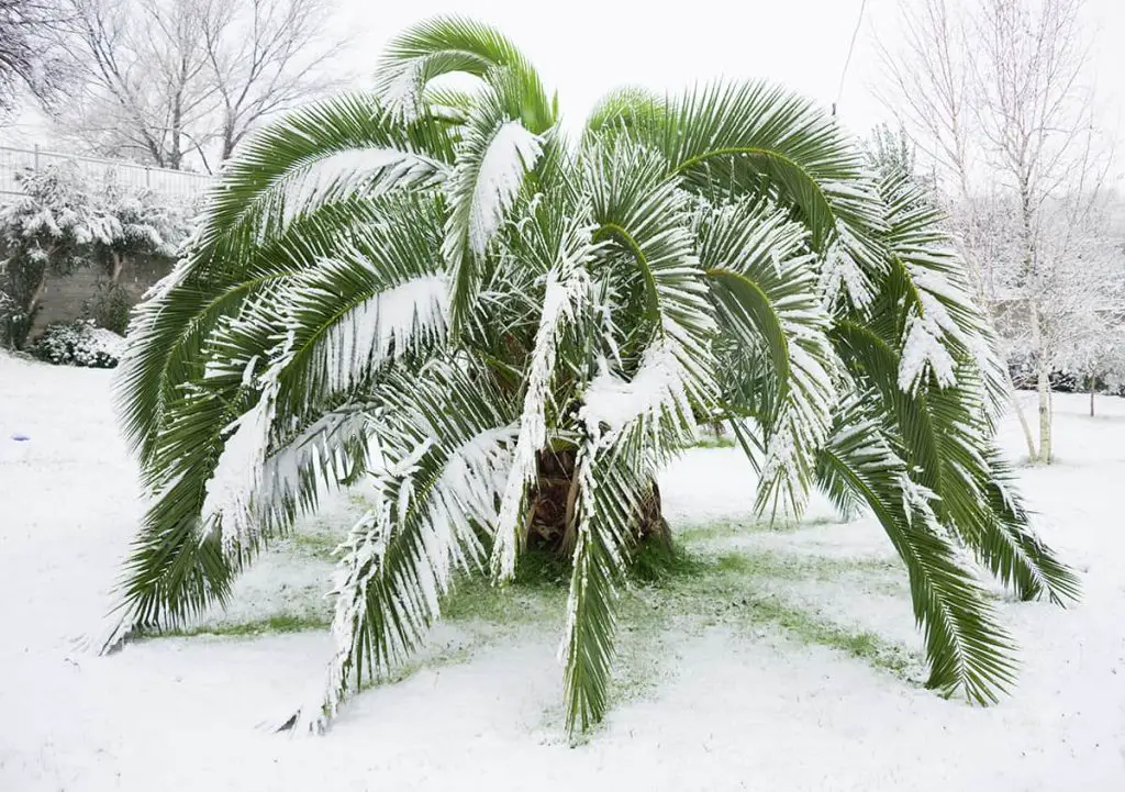 Can Palm Trees Survive Freezing Weather? Plantglossary