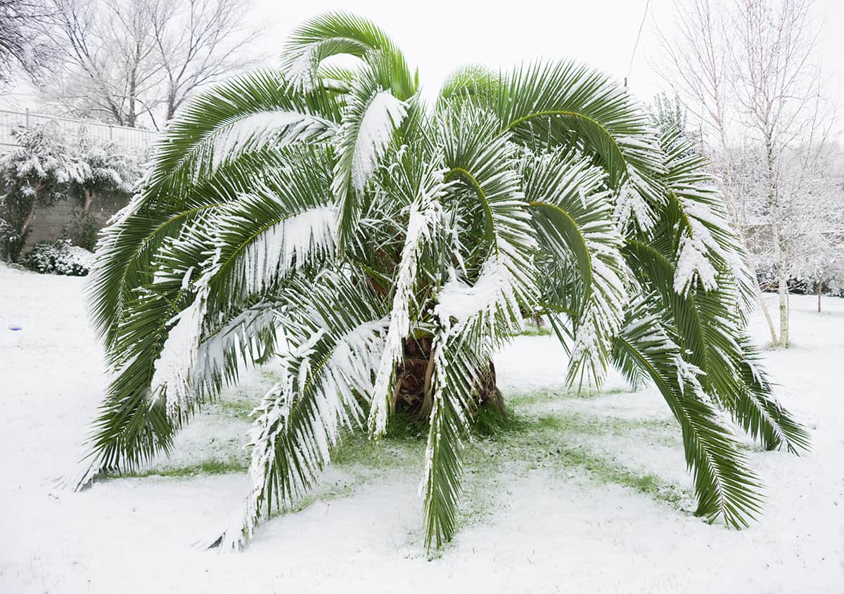 Can Palm Trees Survive Freezing Weather