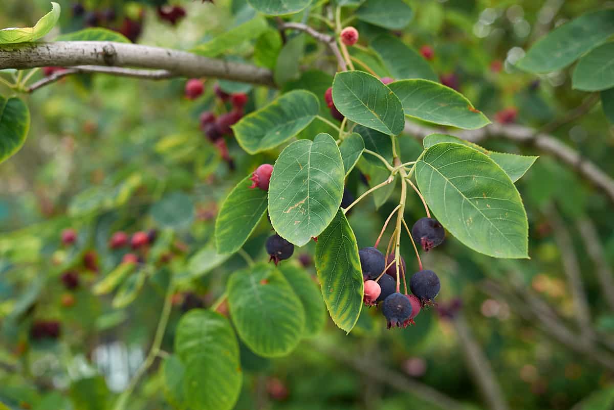 Canadian Serviceberry