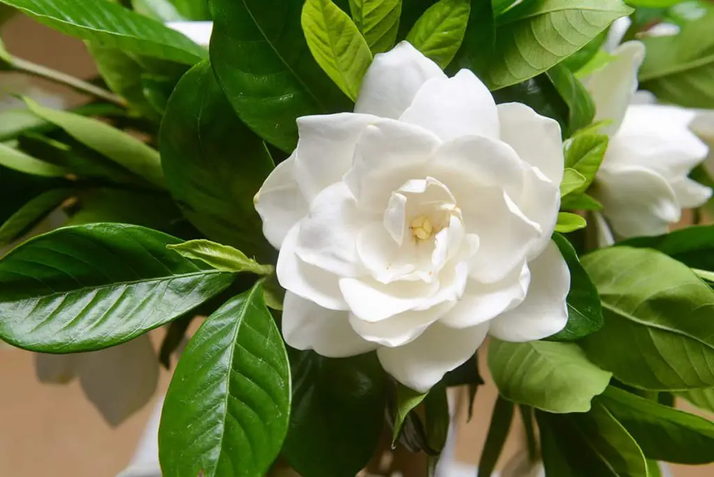 11 Shrubs with Fragrant White Flowers - Plantglossary