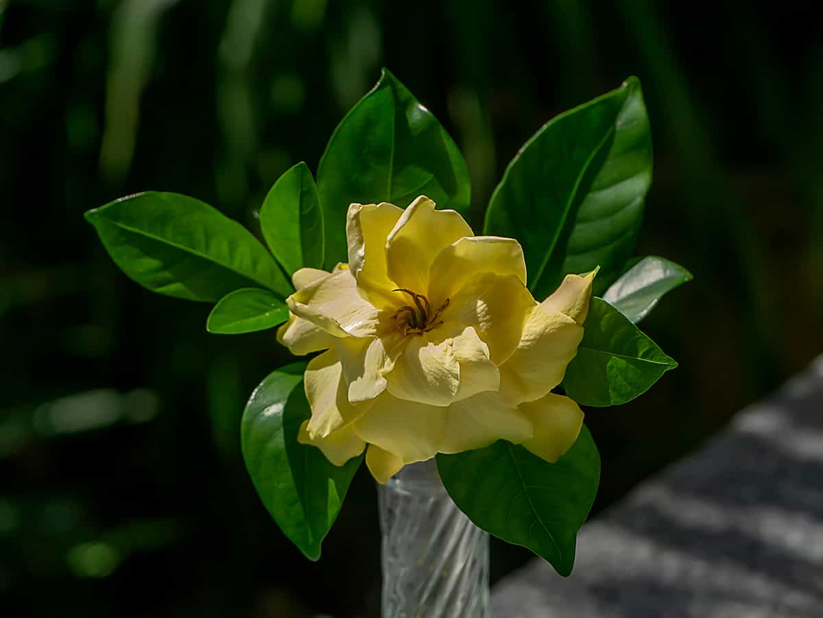 Cape Jasmine