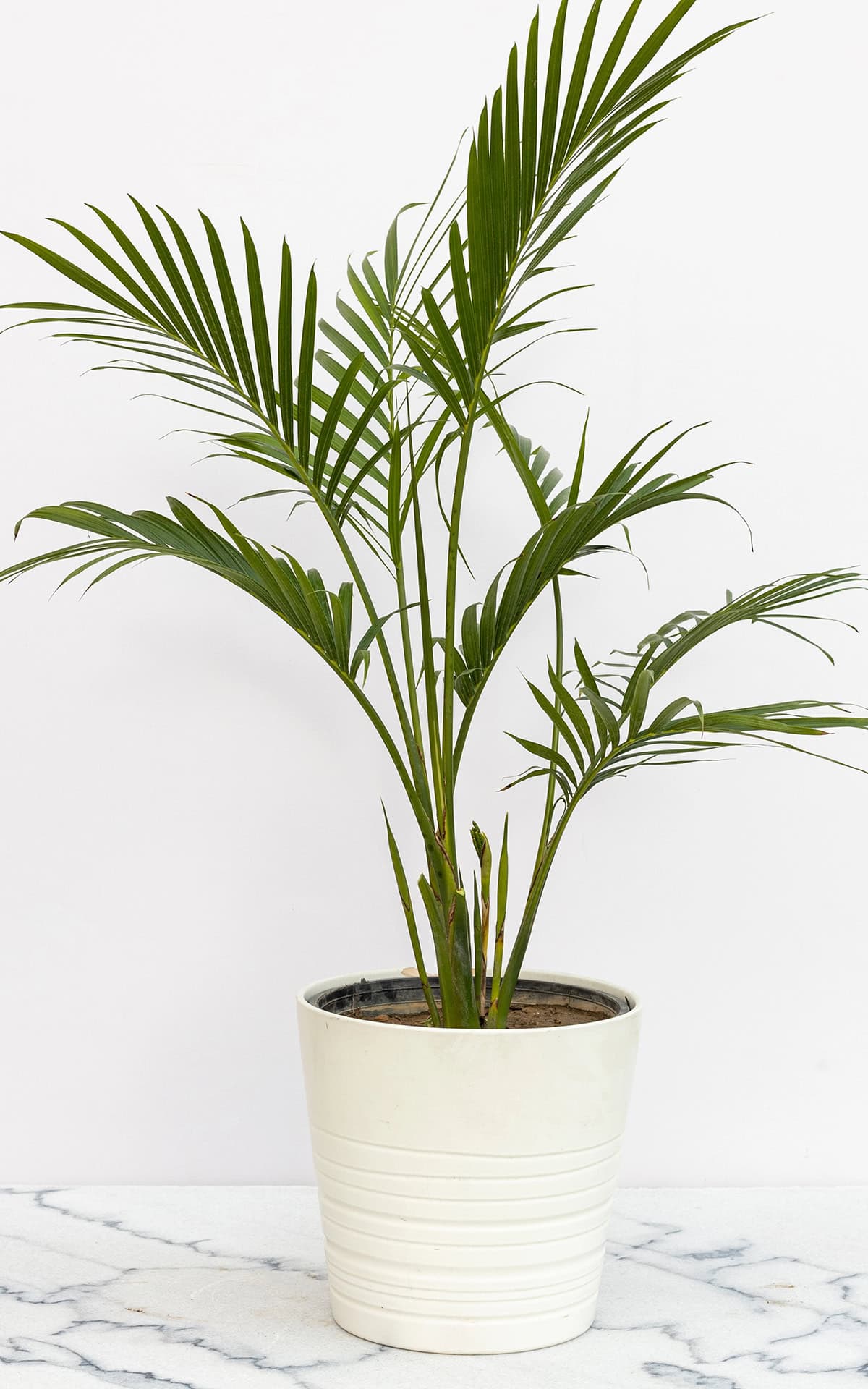 Cat Palm (Chamaedorea cataractarum)