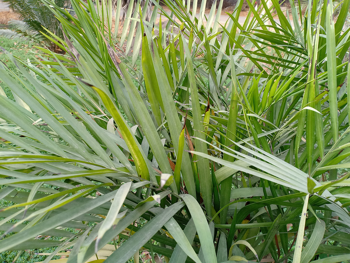 Chamaedorea,Cataractarum,(the,Cat,Palm,,Cascade,Palm,,Or,Cataract,Palm)