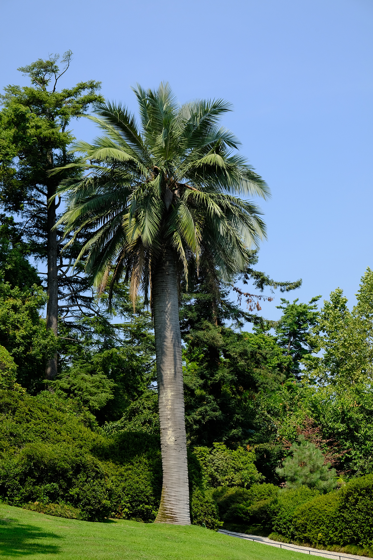 Jubaea,Tree,Growing,In,The,Park,On,A,Summer,Day