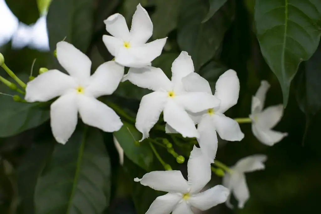 11 Shrubs with Fragrant White Flowers - Plantglossary