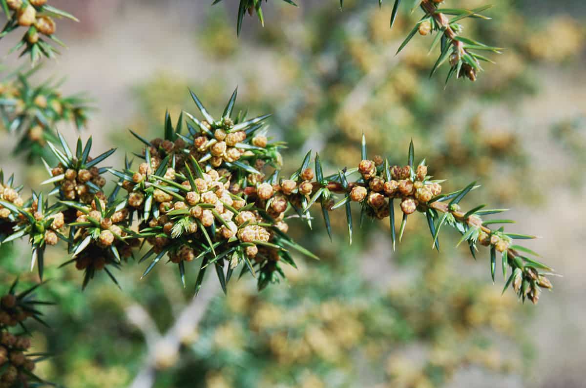 Common Juniper