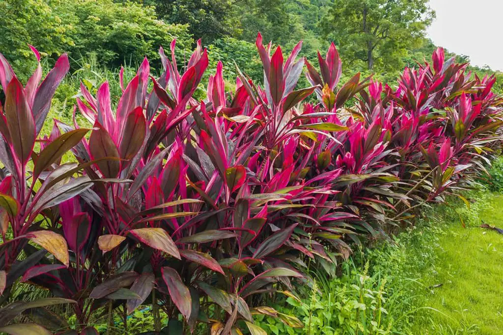 10 Shrubs With Red Leaves All Year Plantglossary 7253