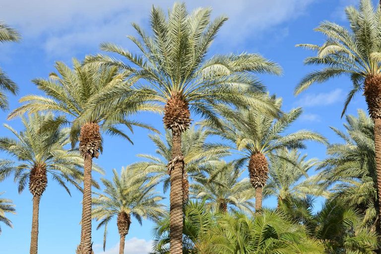 Can Palm Trees Survive Freezing Weather? Plantglossary