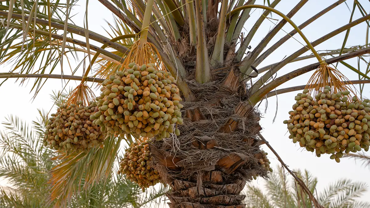 Date Palm Tree Fruit
