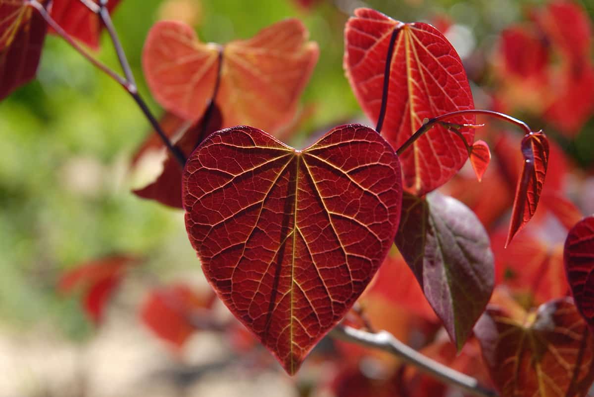 Eastern Redbud