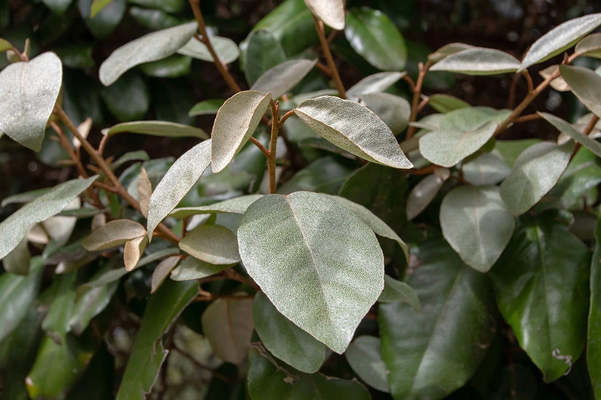 Elaeagnus × ebbingei