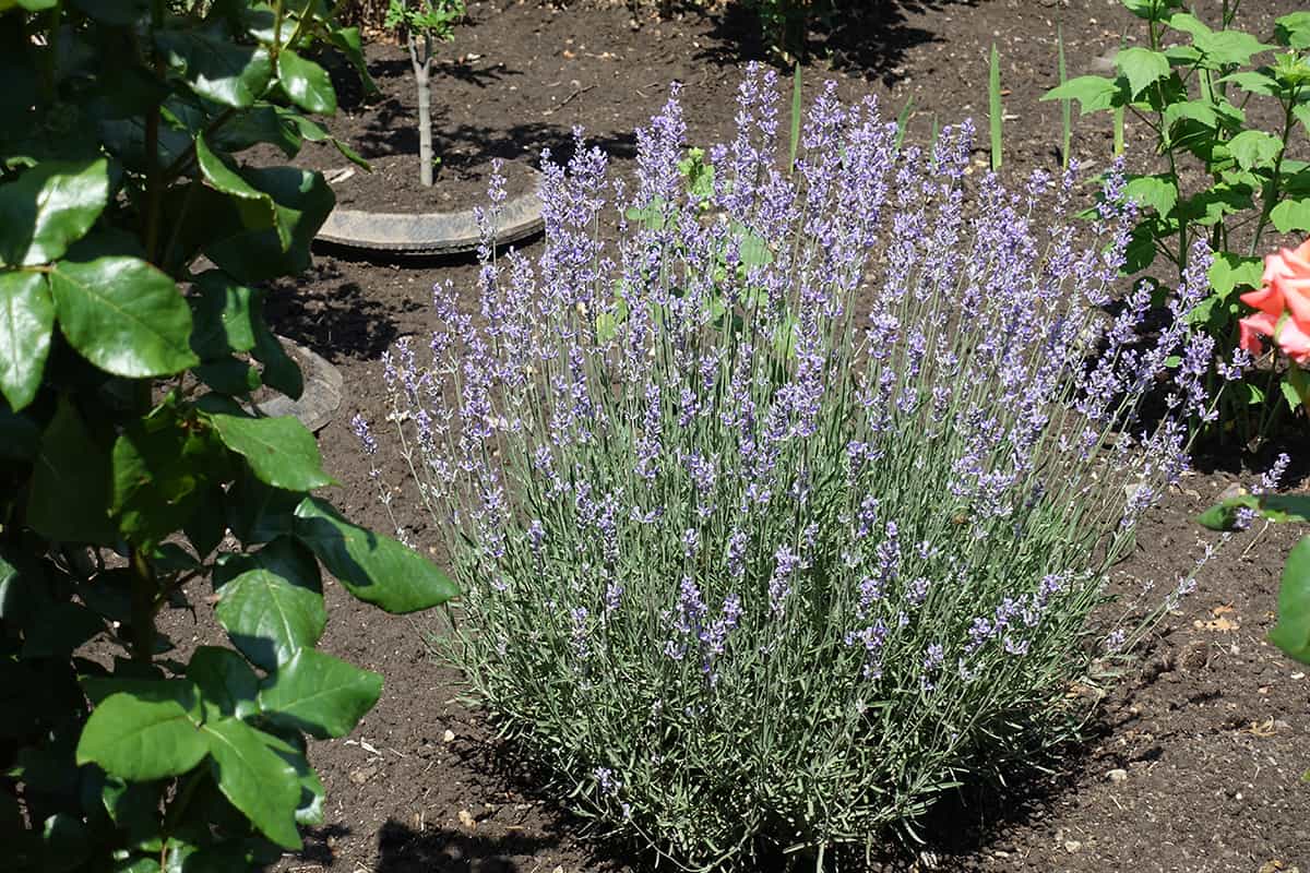 English Lavender