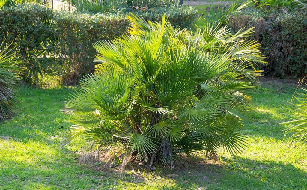 Can Palm Trees Survive Freezing Weather? Plantglossary