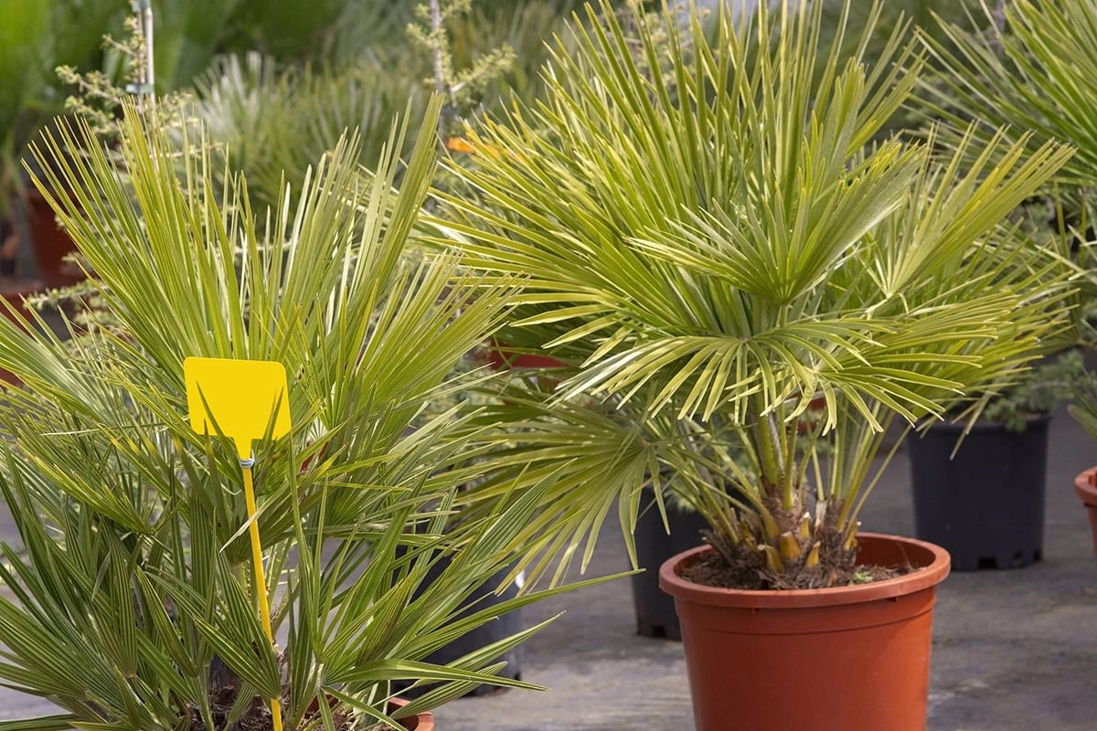 European Fan Palm (Chamaerops humilis)